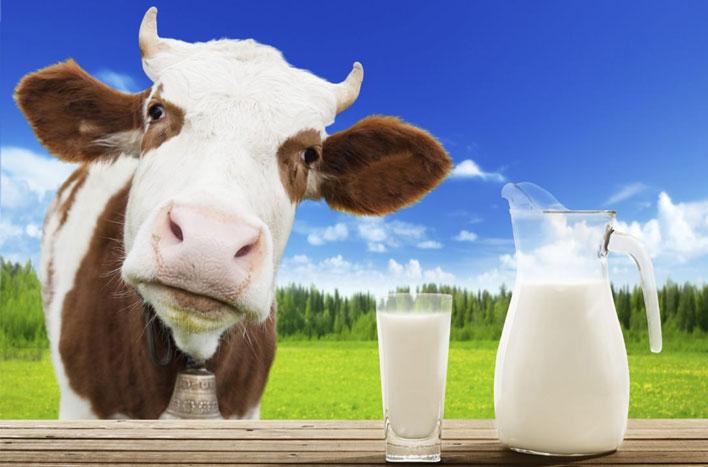 Ermənistanda süd böhranı