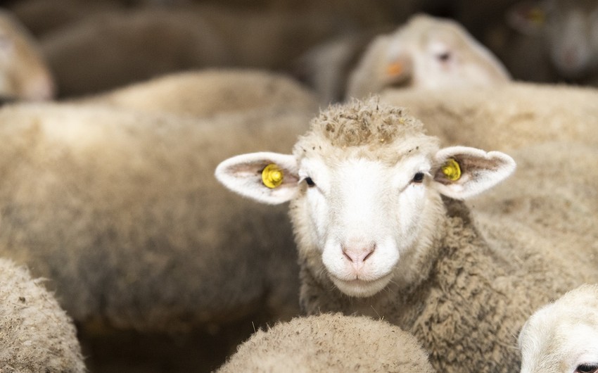 Bayram münasibətilə Bakıda qurbanlar kəsilib