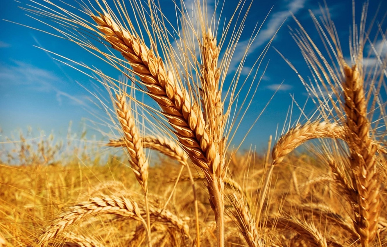 Ukrayna taxılının daşınmasına icazə verildi