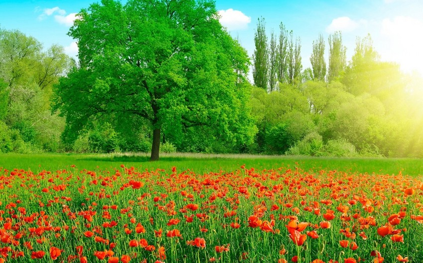 Sabah havanın temperaturu 41 dərəcəyədək yüksələcək