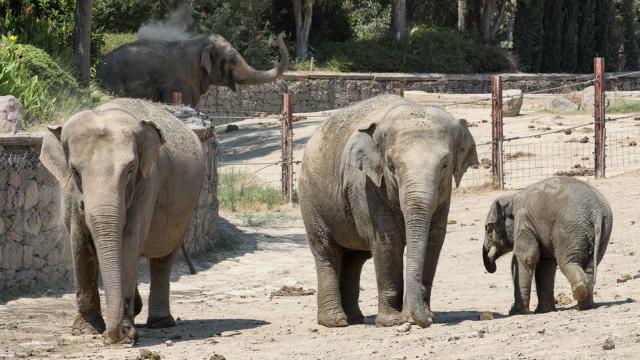İstidən qəzəblənən fil baxıcısını ÖLDÜRDÜ