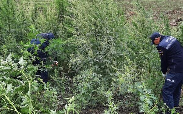 Kür qırağında narkotik becərən şəxs tutuldu