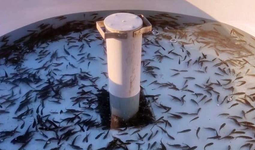 Xaçınçay su anbarına 200 min ədəd çəkikimi balıq körpəsi buraxılıb – FOTO