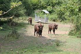 Azərbaycana daha 10 zubr gətirilib – FOTO