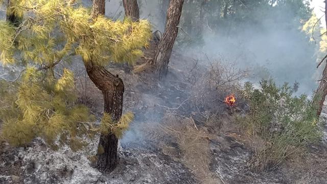 Adanada meşə sahəsində yanğın