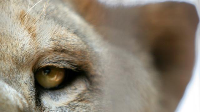 Fransada evində şir balasını bəsləyən şəxsə həbs və cərimə