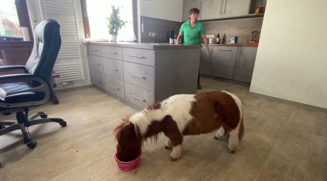 Dünyanın ən kiçik ponisi: Pumuckel