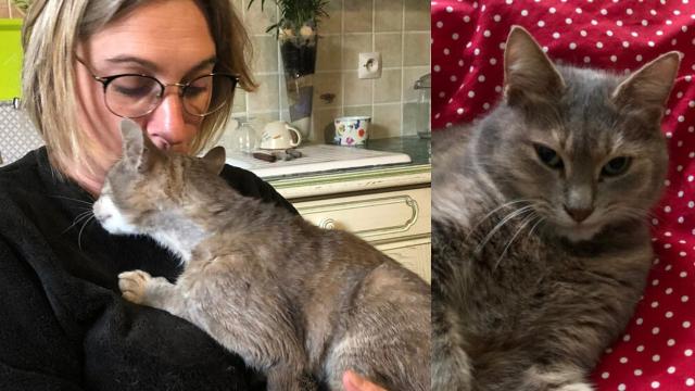 Pişik Cocci köhnə evinə qayıtmaq üçün 600 kilometr yol qət edib