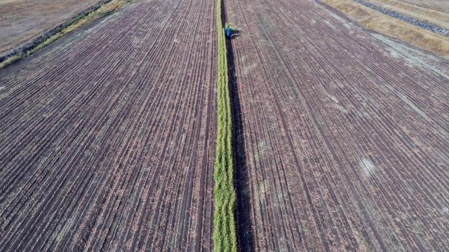 Türkiyə 132 ölkəyə toxum ixrac edir