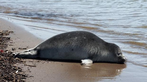 Xəzərin sahilində 700-ə yaxın ölü suiti tapılıb