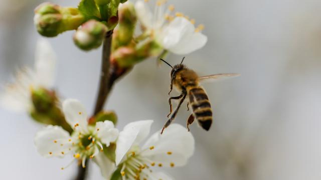 Arıların iqlim dəyişikliyinə görə stress keçirirlər