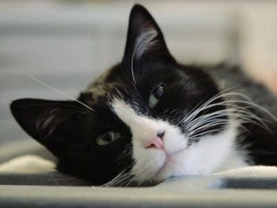 San-Fransisko hava limanı 14 yaşlı pişiyi işə götürüb