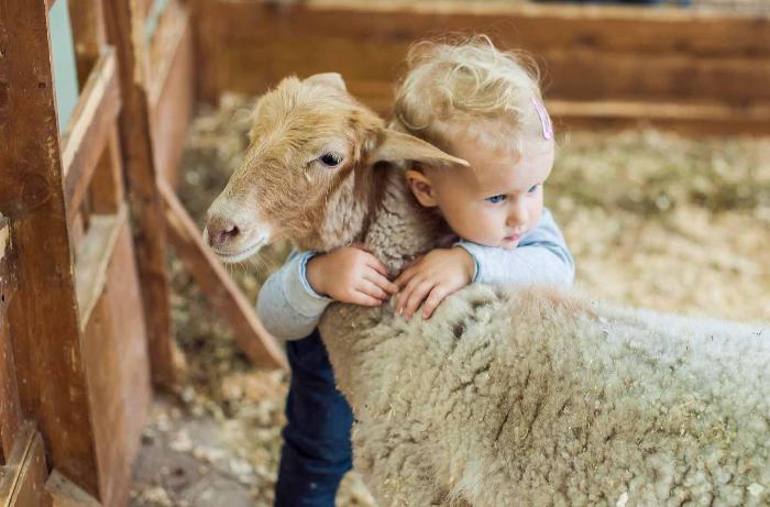 Borcla və bu yaşda quzunu qurban kəsmək olmaz!